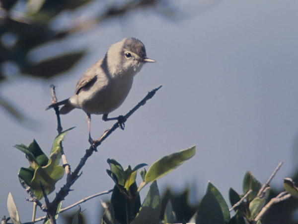 Aavikkokultarinta, Sykes's Warbler, Hippolais rama